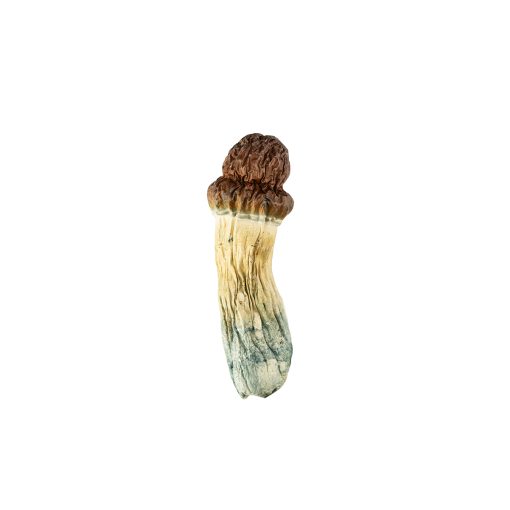 Blue Pulaski Mushroom for Sale Online