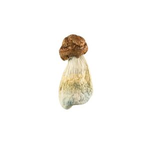 DC Melmac Mushroom for Sale Online