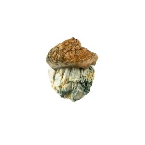 Dido Eggs Magic Mushroom for Sale Online