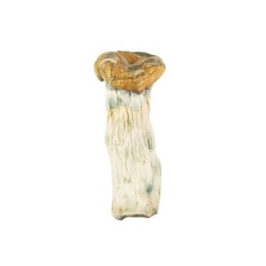 Golden Thrasher Mushroom for Sale Online