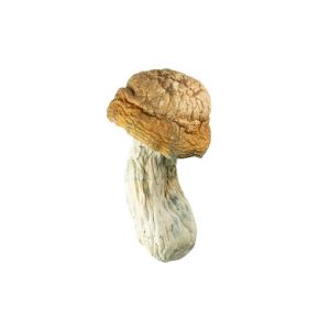Gold Member Mushroom for Sale Online