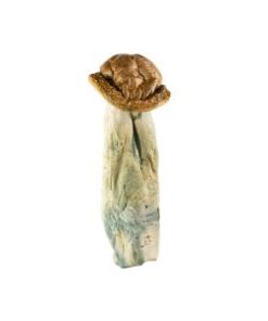 Makilla Gorilla Mushroom for Sale Online