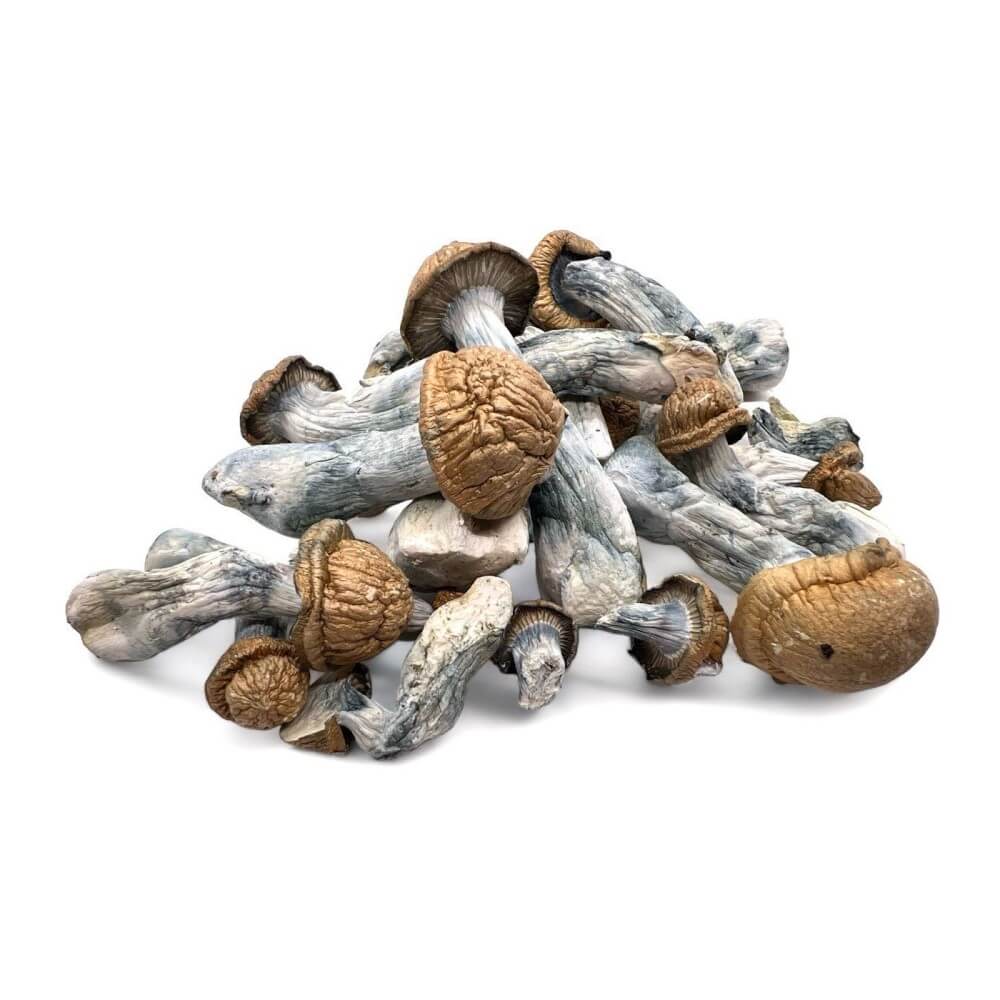 Malabar Magic Mushrooms