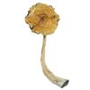 Psilocybe caerulescens online