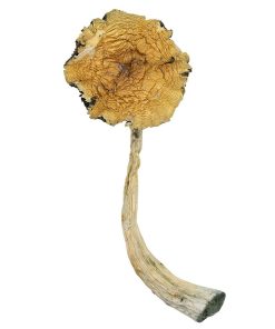 Psilocybe caerulescens online