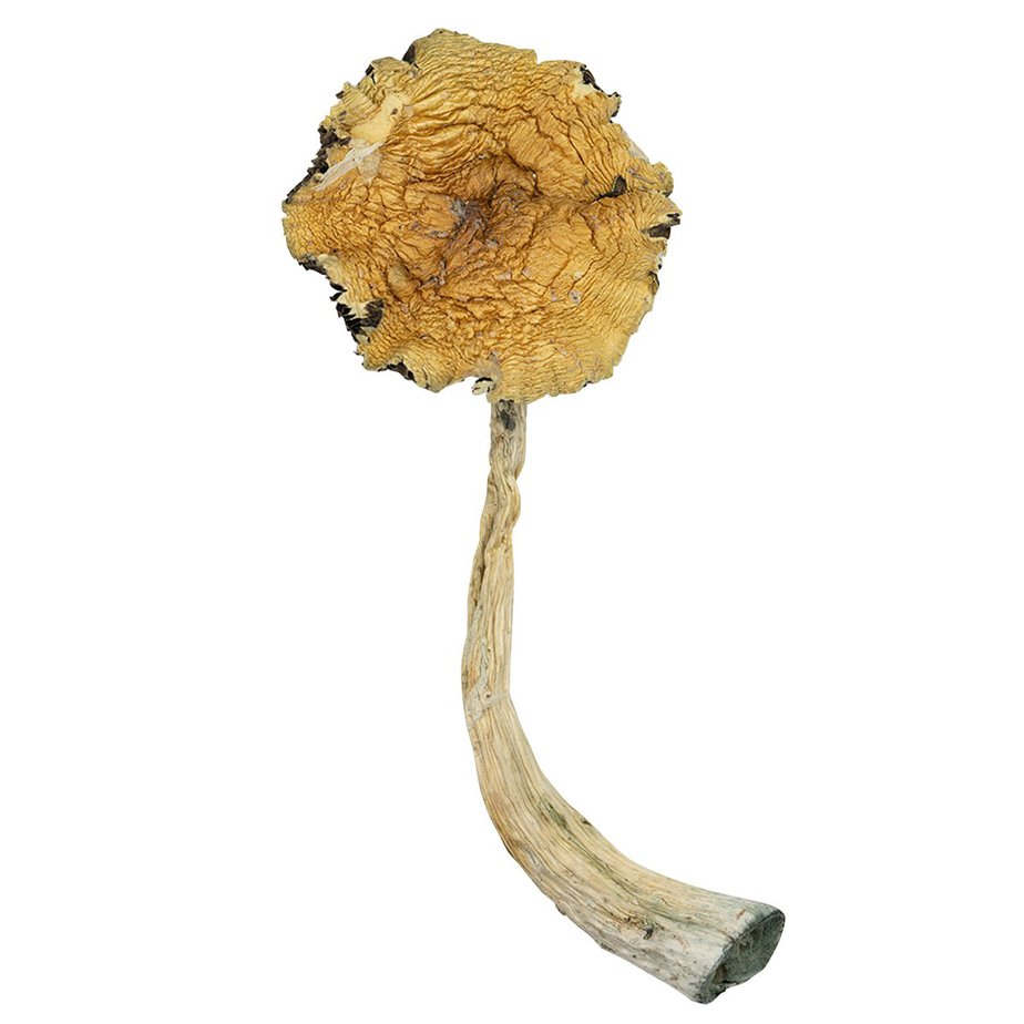 Psilocybe caerulescens online