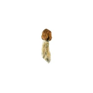 Vietnamese Cubensis Mushroom for Sale Online