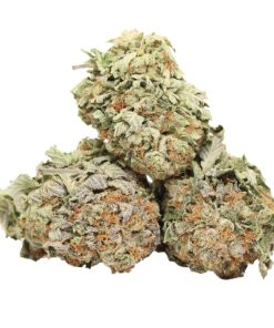 Indica