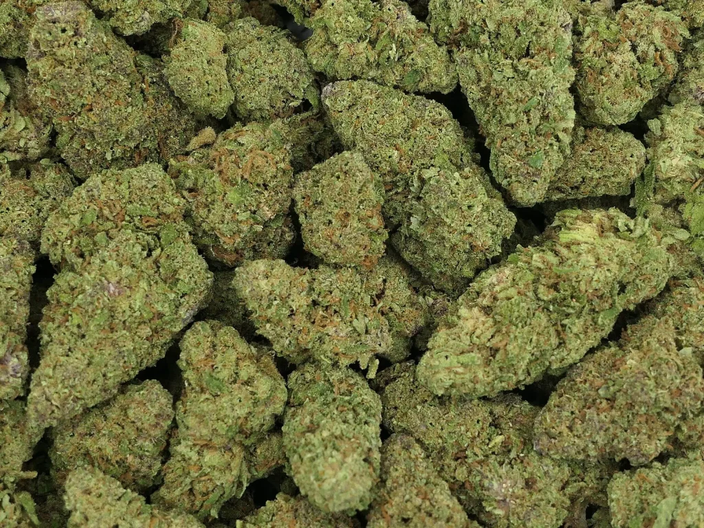 Cali Queen Strain Review & Effects Worldwide 2026